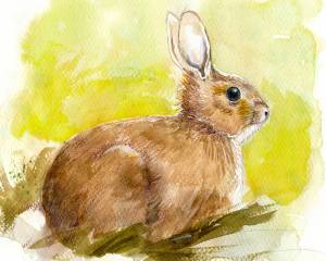 May: Eastern Cottontail Rabbit, Huntington Avenue, Buffalo, NY