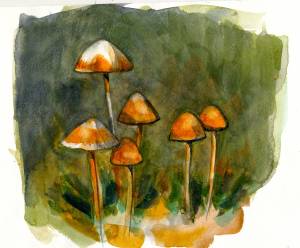 October: Mycenas (Mushrooms), Cattaraugus New York