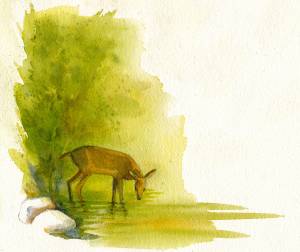June: Young Deer, Crow Creek, Attica, NY