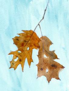 January:  Oak Leaves Hang on Through Marcesence, Buffalo, NY